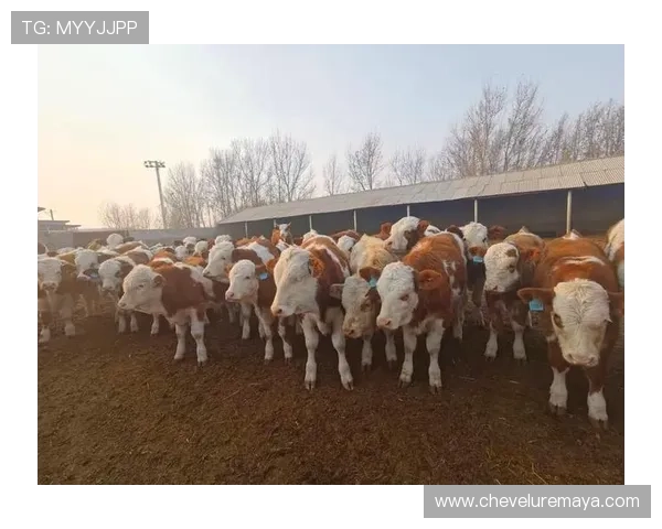 尊龙凯时平台在线地址官方推荐，确保玩家安全登录避免账号风险